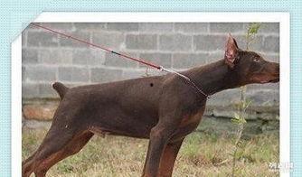 狗仔杜宾,揭秘娱乐圈的忠诚“侦探”